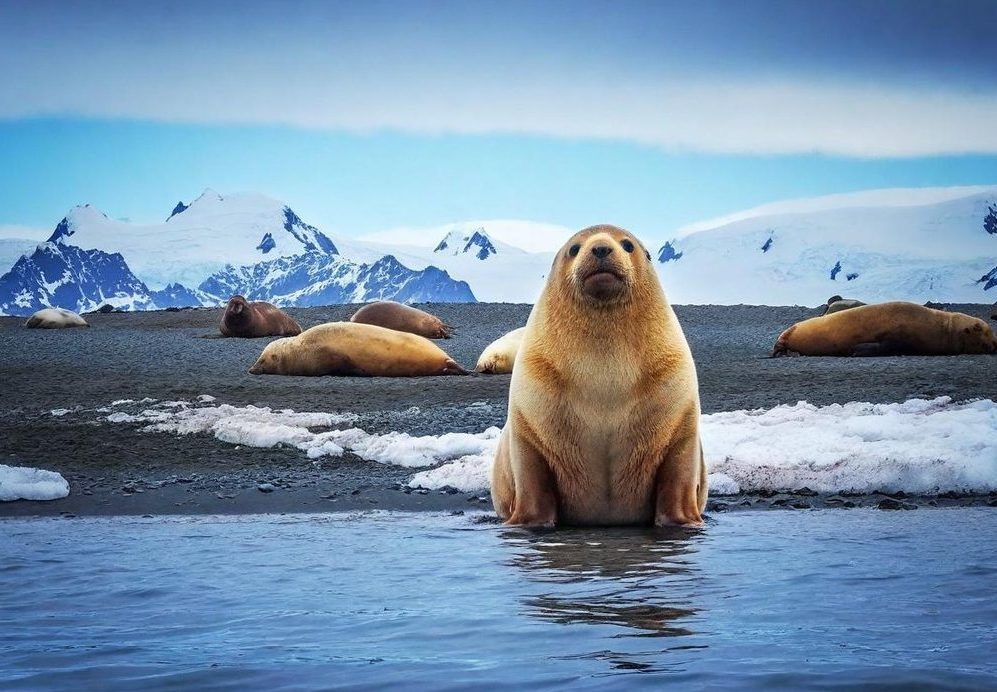 La Faune de l&rsquo;Antarctique