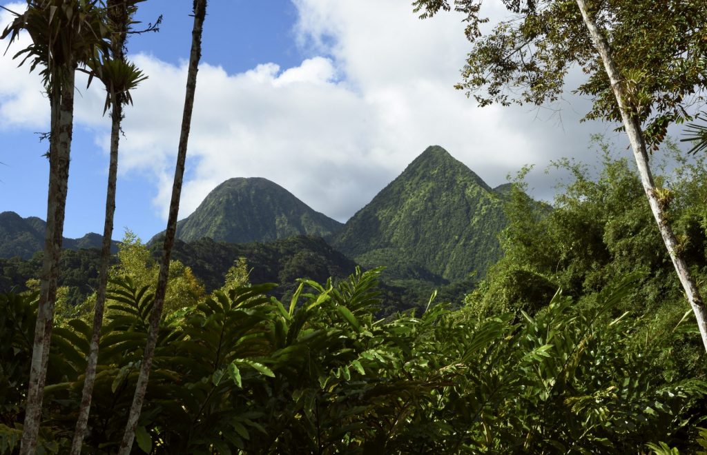 Moustique Martinique : Tes Conseils Anticipés pour un Voyage Outre-Mer Serein