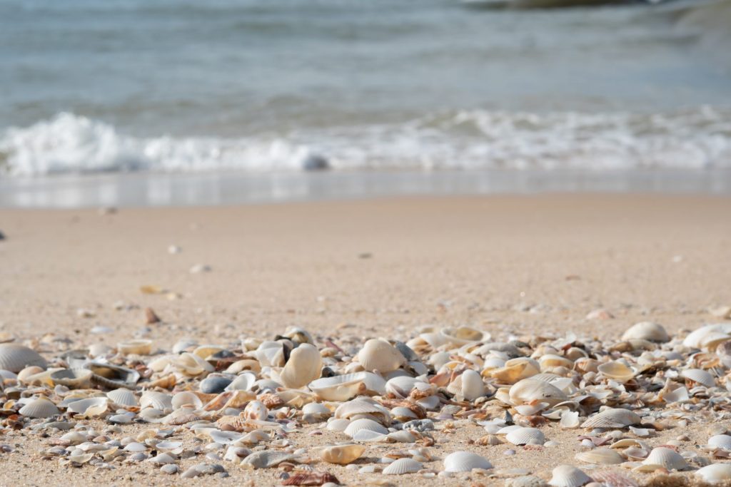 Shell Beach Saint-Barth : L&rsquo;Outre-mer Tourisme Révèle le Secret de ce Joyau Caraïbe