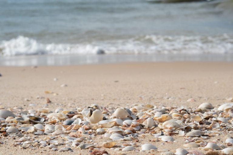 Shell Beach Saint-Barth : L&rsquo;Outre-mer Tourisme Révèle le Secret de ce Joyau Caraïbe