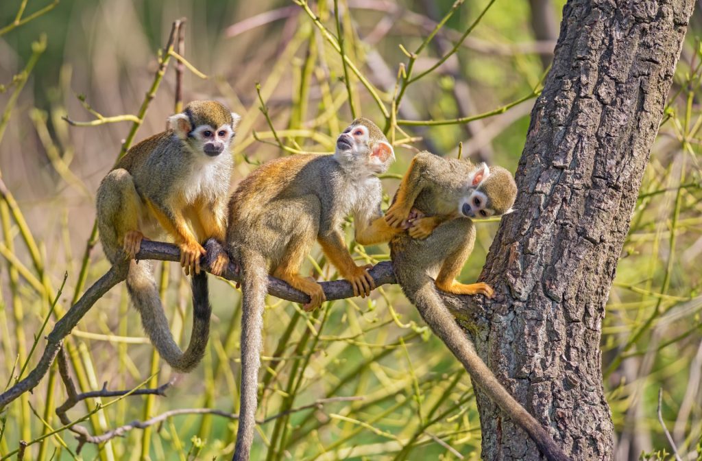 Zoo de Guyane : Une Immersion Tropicale Inoubliable dans la Biodiversité d&rsquo;Outre-Mer