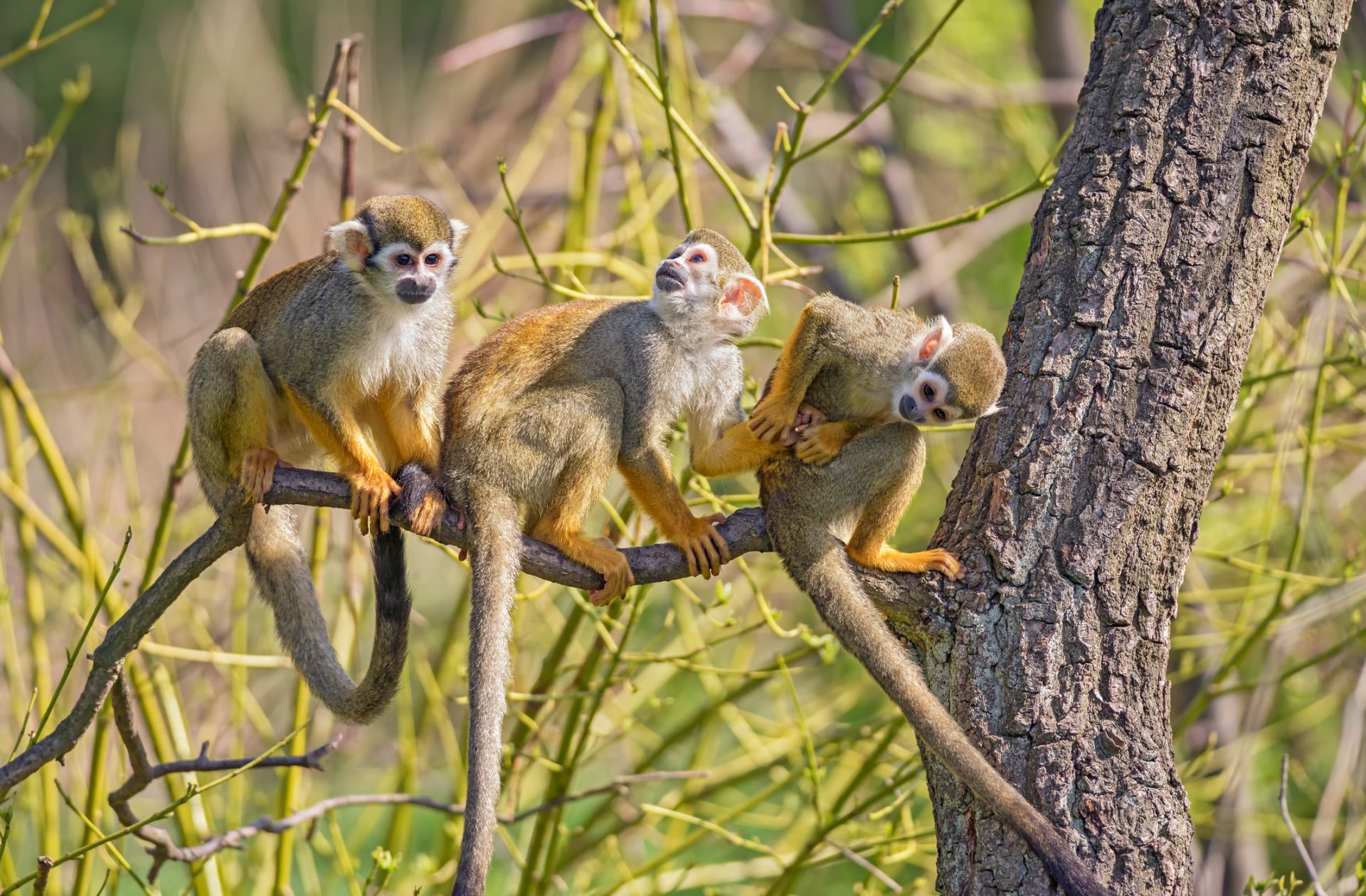 Zoo de Guyane : Une Immersion Tropicale Inoubliable dans la ...