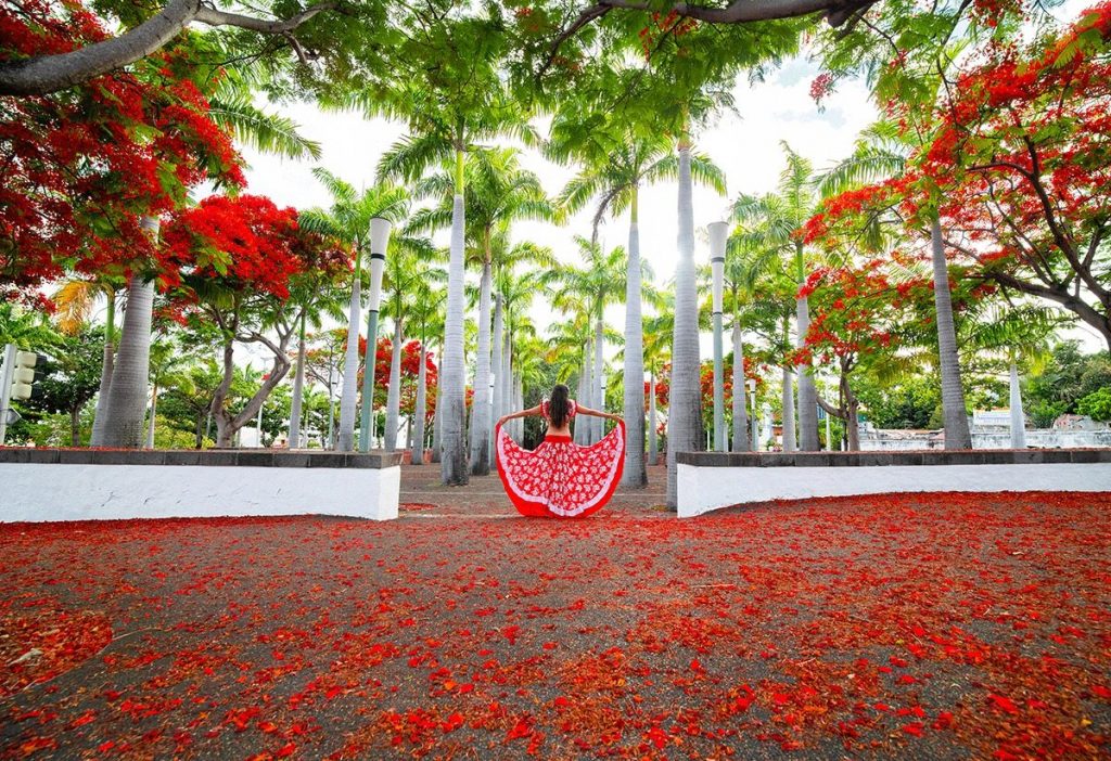 Le Flamboyant : L&rsquo;Arbre qui Illumine La Réunion, Merveille Végétale Outre-Mer