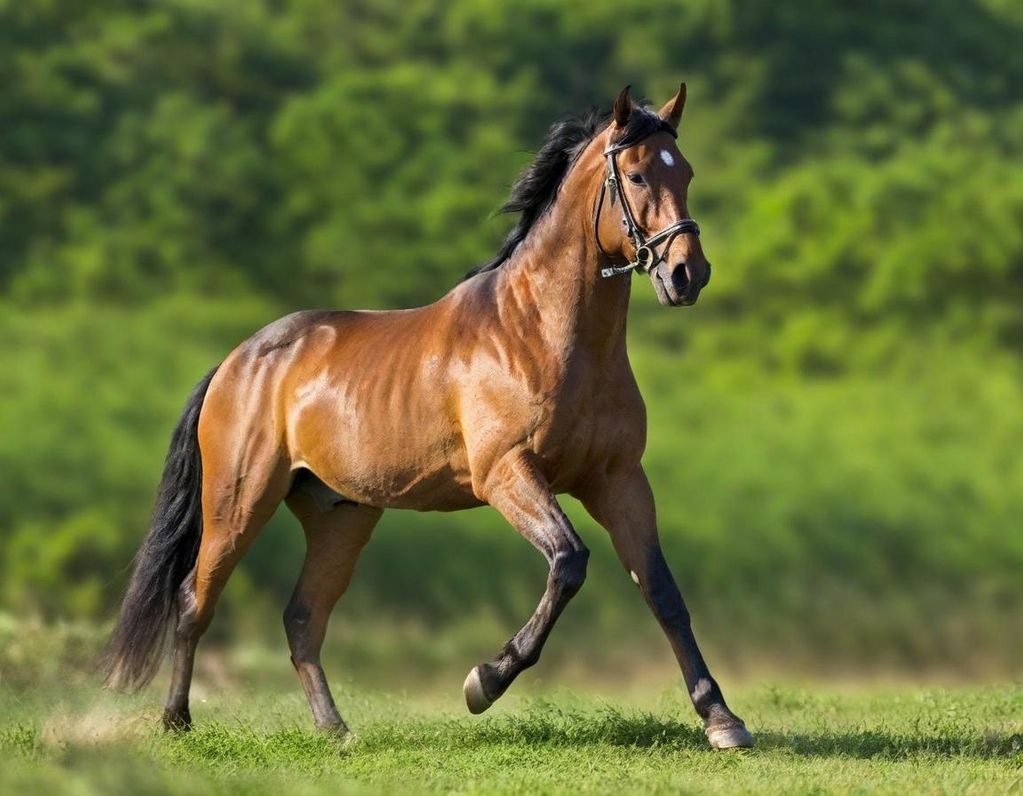 La Guadeloupe Vibre : Anse-Bertrand Inaugure son Pôle Hippique Régional pour l&rsquo;Outre-mer