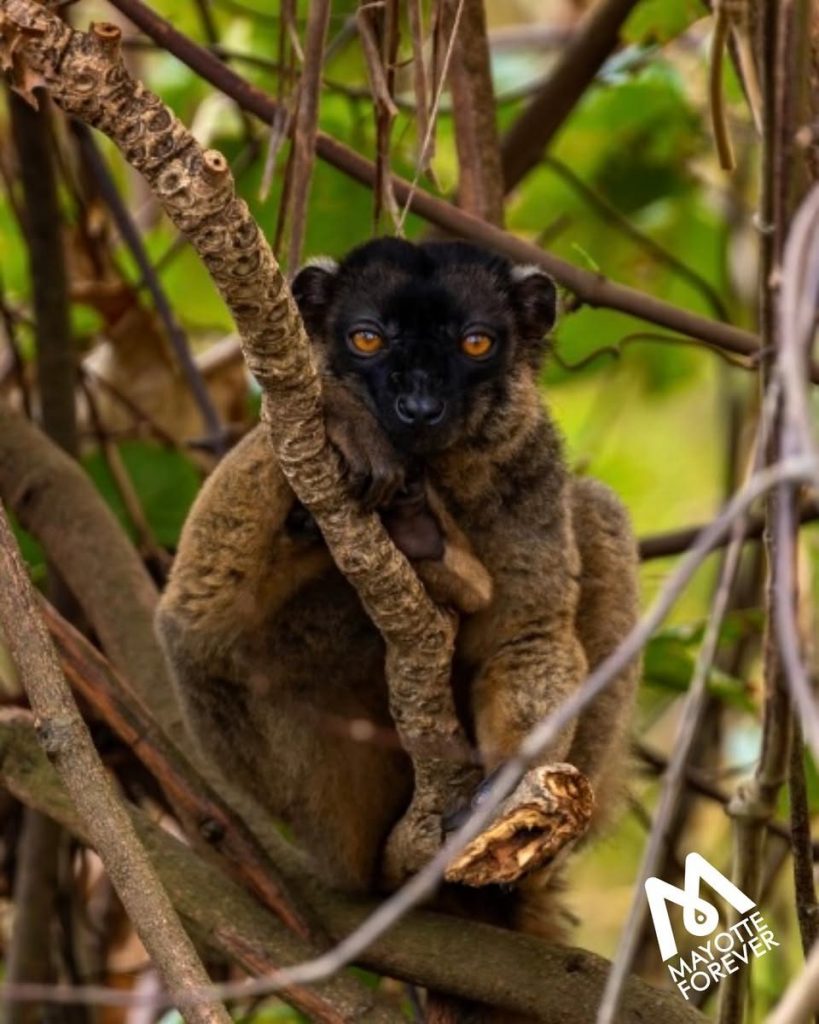 Makis de Mayotte : Rencontre Inoubliable avec les Lémuriens de l&rsquo;Outre-mer