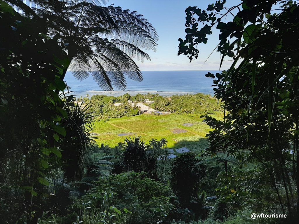 La Tarodière de Nuku : Symbole d&rsquo;Abondance de l&rsquo;Outre-mer à Wallis-et-Futuna