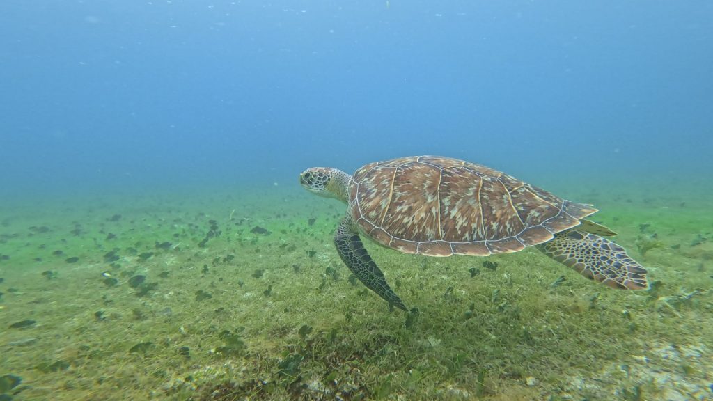 Rencontre Magique avec les Tortues : Guide Ultime Martinique Outre-mer Tourisme