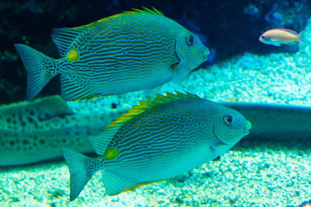 Aquarium des Lagons : Ton immersion inoubliable en Nouvelle-Calédonie