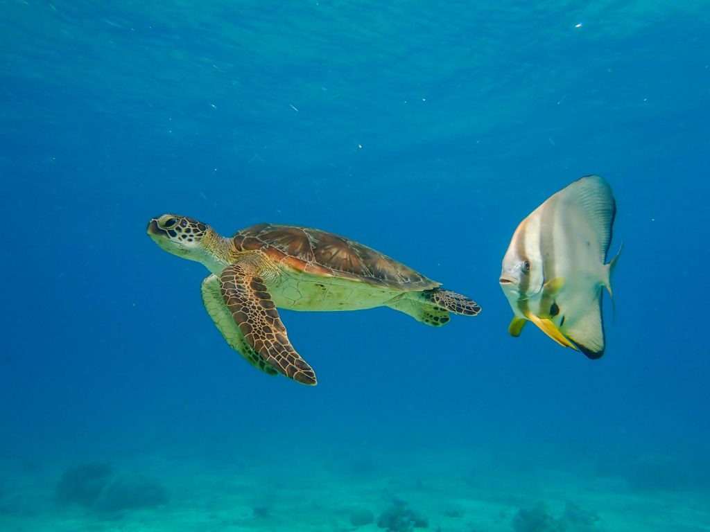 Mayotte : Guide expert pour observer les tortues marines de manière responsable