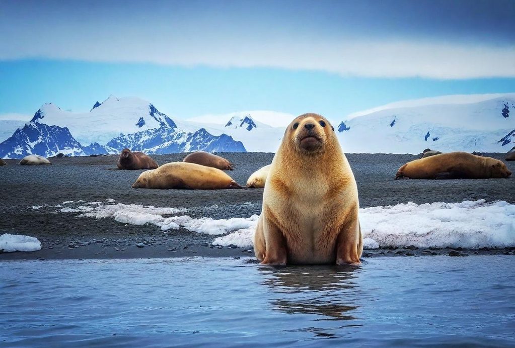 Terres Australes : Le Sanctuaire des Géants de l&rsquo;Outre-mer