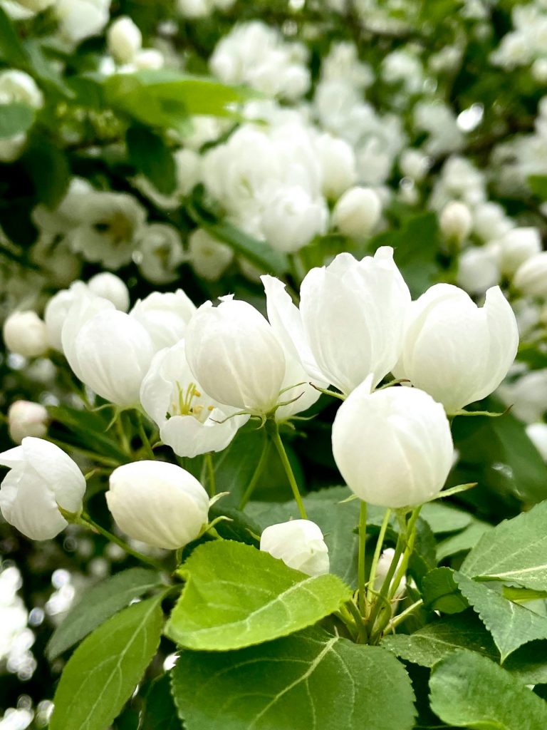 Le jasmin de Mayotte : un trésor parfumé au cœur de l&rsquo;océan Indien