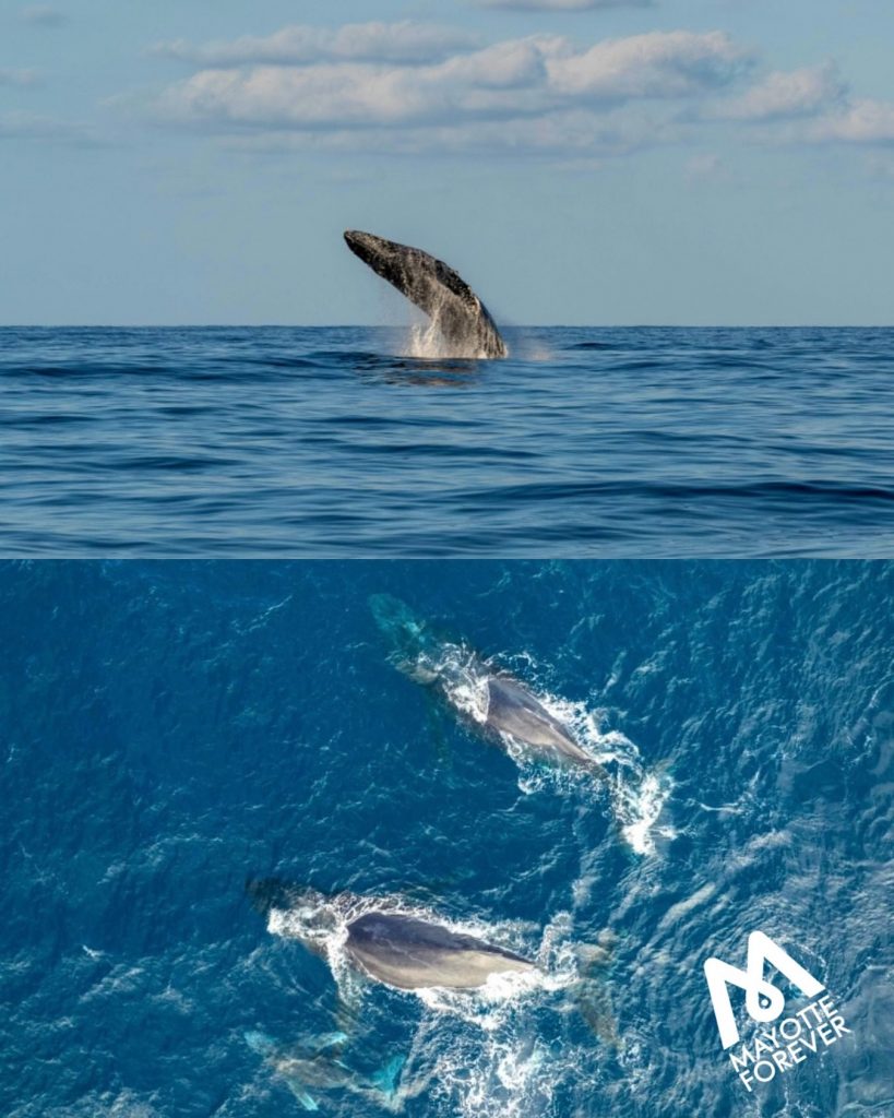 Janvier à Mayotte : Redécouvre les Trésors du Lagon en Outre-mer