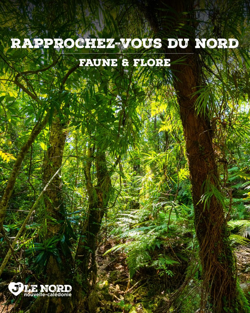 Biodiversité en Nouvelle-Calédonie Outre-mer : Explore un trésor unique au monde