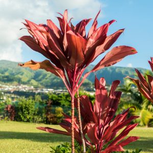 Guide de l&rsquo;énergie propre : Voyagez responsable en Outre-mer