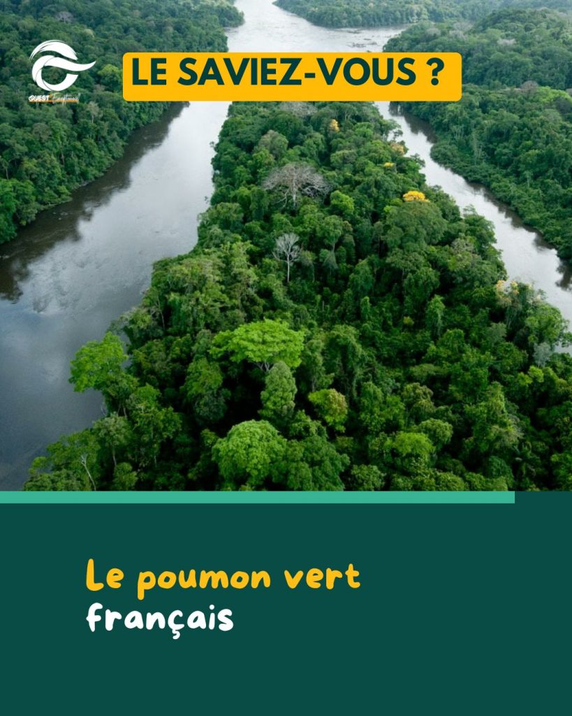 Guide de la forêt amazonienne : l&rsquo;aventure nature en Guyane