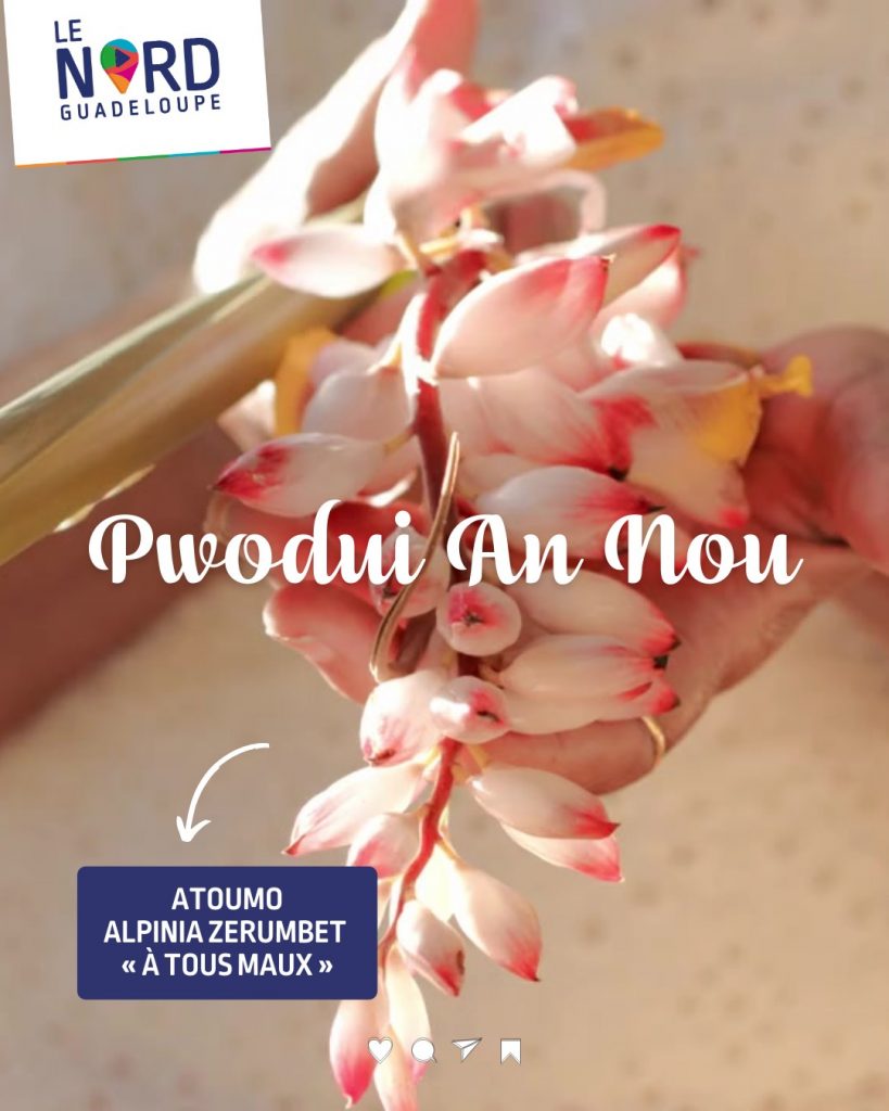 L&rsquo;Atoumo : Le trésor de santé indispensable en Guadeloupe, Outre-mer