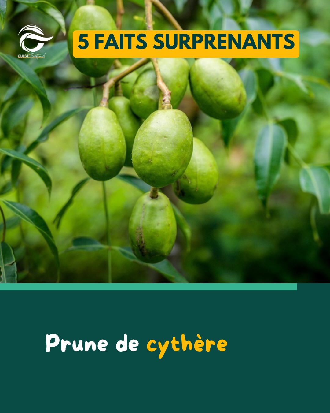 La prune de Cythère de Guyane : le super-fruit incontournable de l ...