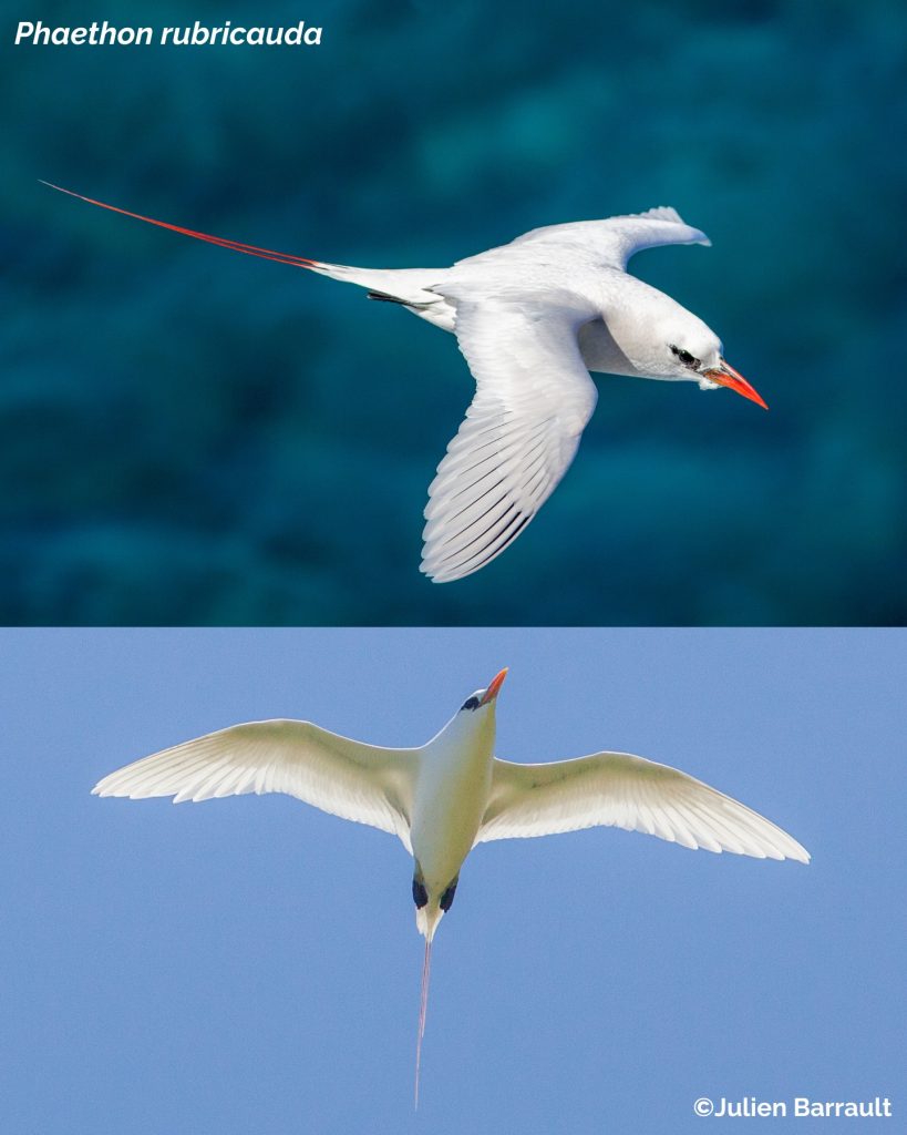À la découverte du Phaéton à brins rouges en Nouvelle-Calédonie avec le Centre d&rsquo;initiation à l&rsquo;environnement en Outre-mer