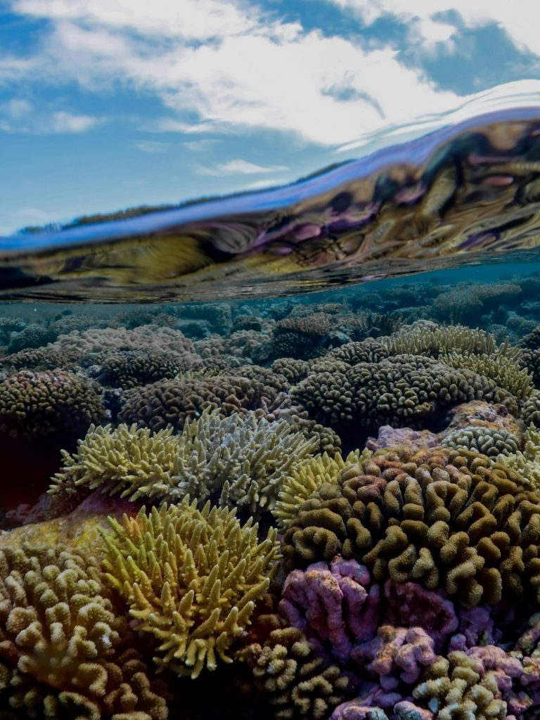 Adopter un corail en Polynésie avec Tahiti Tourisme et agir pour l&rsquo;Outre-mer