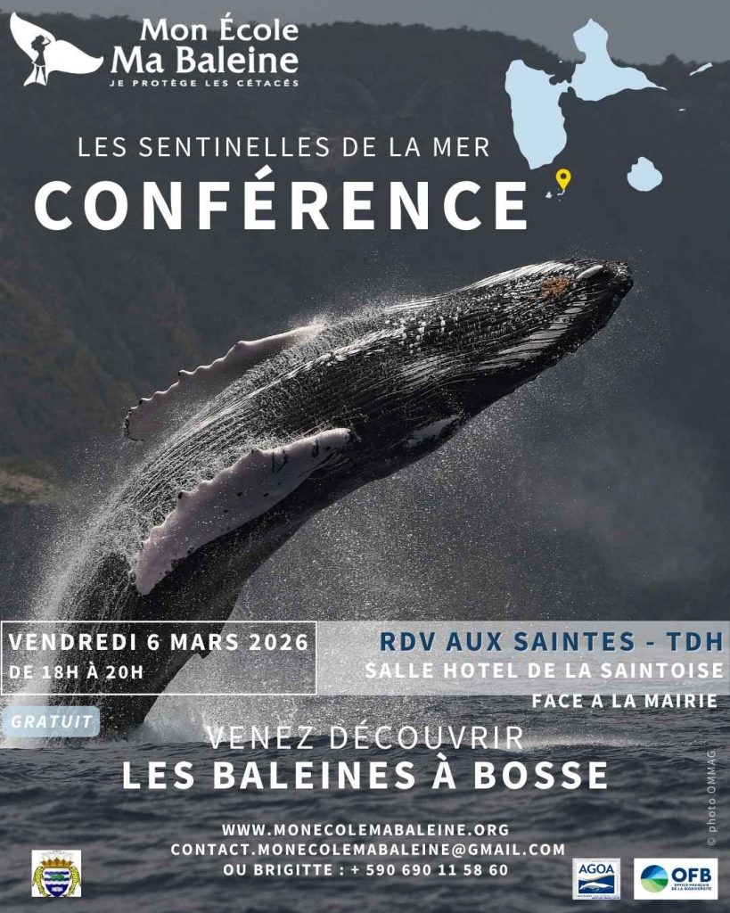 Conférence Baleines à Bosse à la Mairie de Terre de Haut : Un événement majeur en Guadeloupe et en Outre-mer