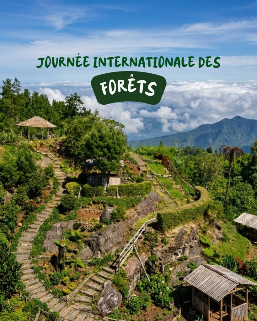 Journée internationale des forêts : Célébrez la nature avec Destination Sud Réunion en Outre-mer