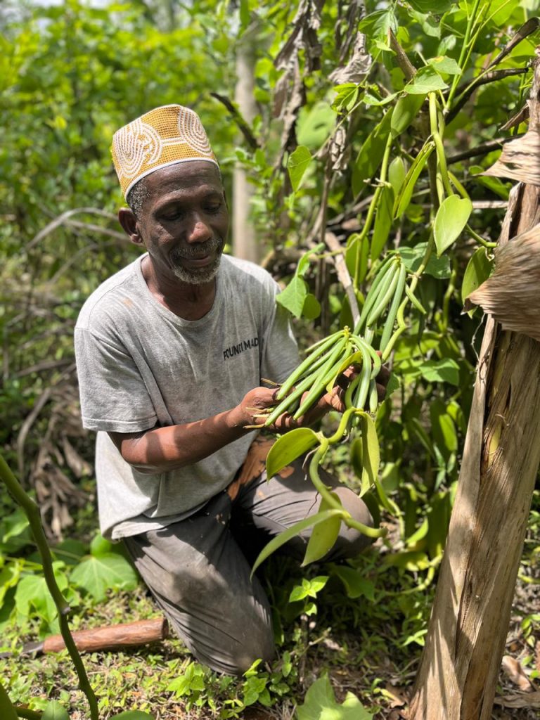 Baobab Tour Mayotte : La vanille d&rsquo;or de Mayotte et le savoir-faire de l&rsquo;Outre-mer