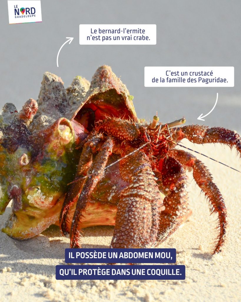 Le Nord Guadeloupe présente le bernard-l&rsquo;ermite, trésor de l&rsquo;Outre-mer