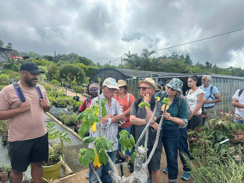 Médiathèque du Sud Sauvage : secrets des plantes médicinales de La Réunion en Outre-mer