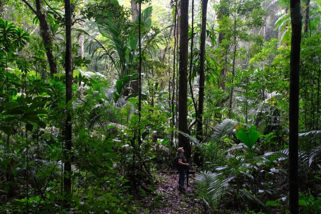 Nouveau sentier botanique à Saint-Georges avec l&rsquo;ONF Guyane : Une immersion nature en Guyane et Outre-mer