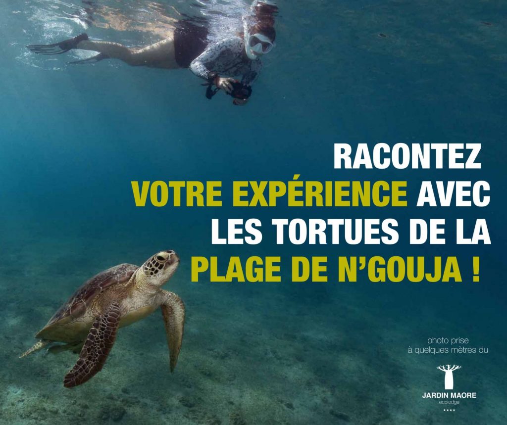 Voyager et Vivre à Mayotte : Rencontre Magique avec les Tortues à l&rsquo;Hôtel Le Jardin Maore en Outre-mer