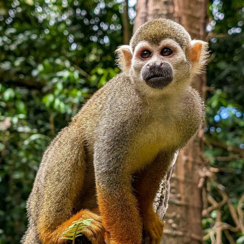 Guyane Amazonie : l’incroyable rencontre avec les singes de l’Îlet la Mère en Outre-mer avec l’Office de tourisme de la Guyane