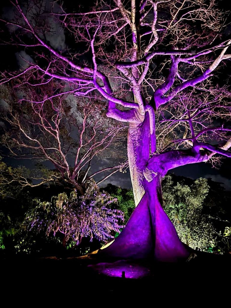 Les Nocturnes du Jardin Botanique de Deshaies : une immersion magique en Guadeloupe (Outre-mer)