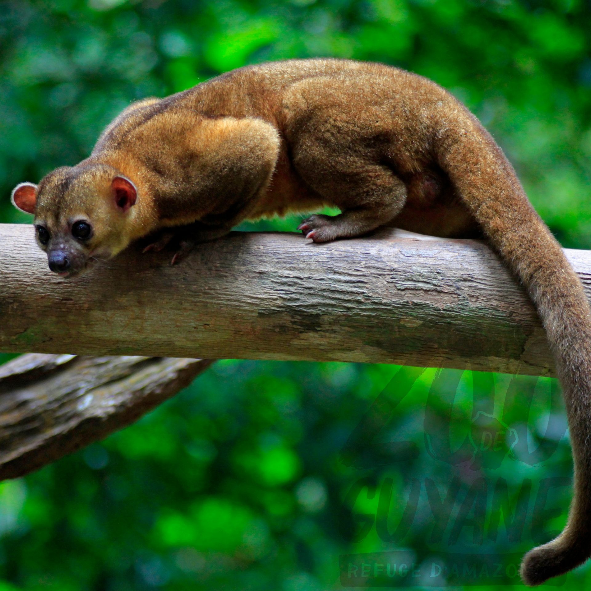 Gudanye Raha Le Kinkajou : une pépite nocturne à découvrir au Zoo-refuge de Guyane ...