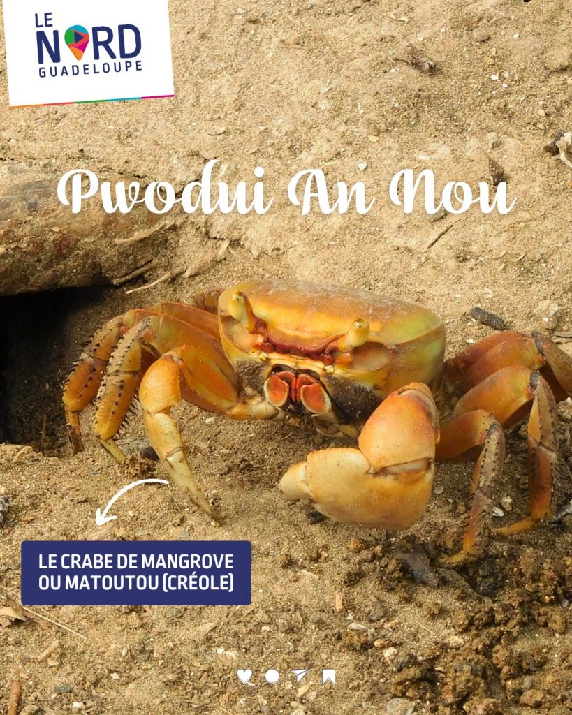 À la découverte du crabe de mangrove en Guadeloupe avec l&rsquo;Office de tourisme Nord Grande-Terre : un trésor d&rsquo;Outre-mer