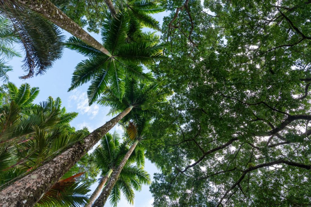 Jardin de Balata : Admirez les palmiers de Martinique avec Outre-mer Tourisme