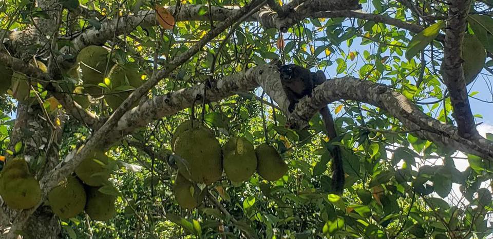 MaoreRando : Explorez la Pointe de Saziley à Mayotte, perle de l&rsquo;Outre-mer