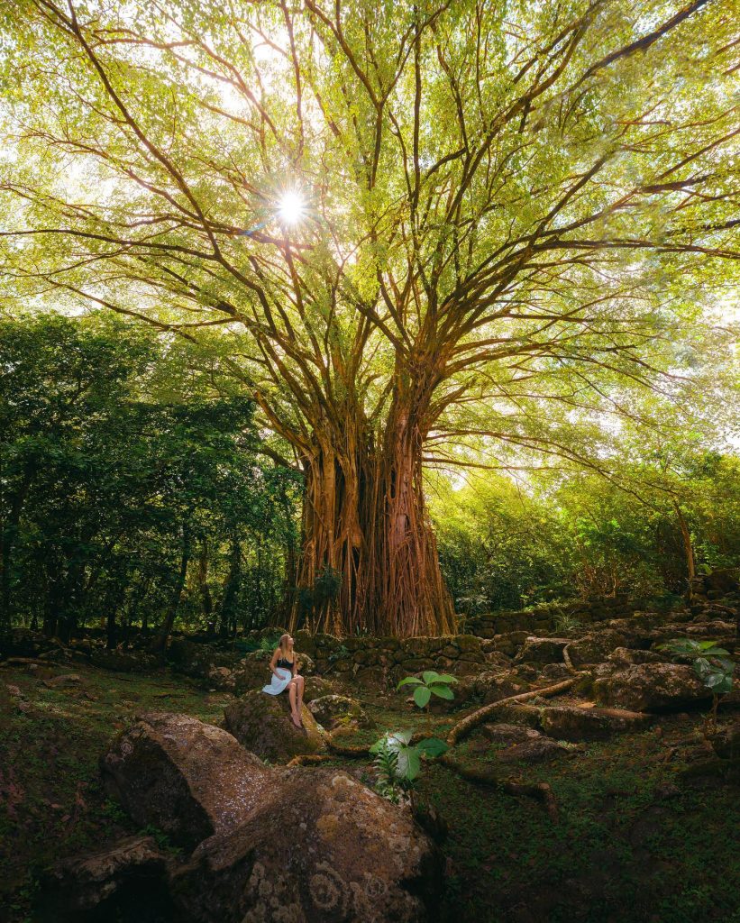 Tahiti Tourisme : Explorez la flore sacrée de la Polynésie, joyau de l&rsquo;Outre-mer