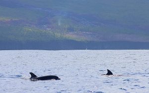 Spectacle volcanique en Outre-mer : Globice Réunion observe 50 dauphins à La Réunion