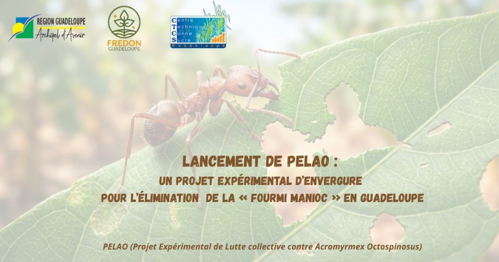 Agriculture en Outre-mer : La Région Guadeloupe lance PELAO pour sauver les cultures