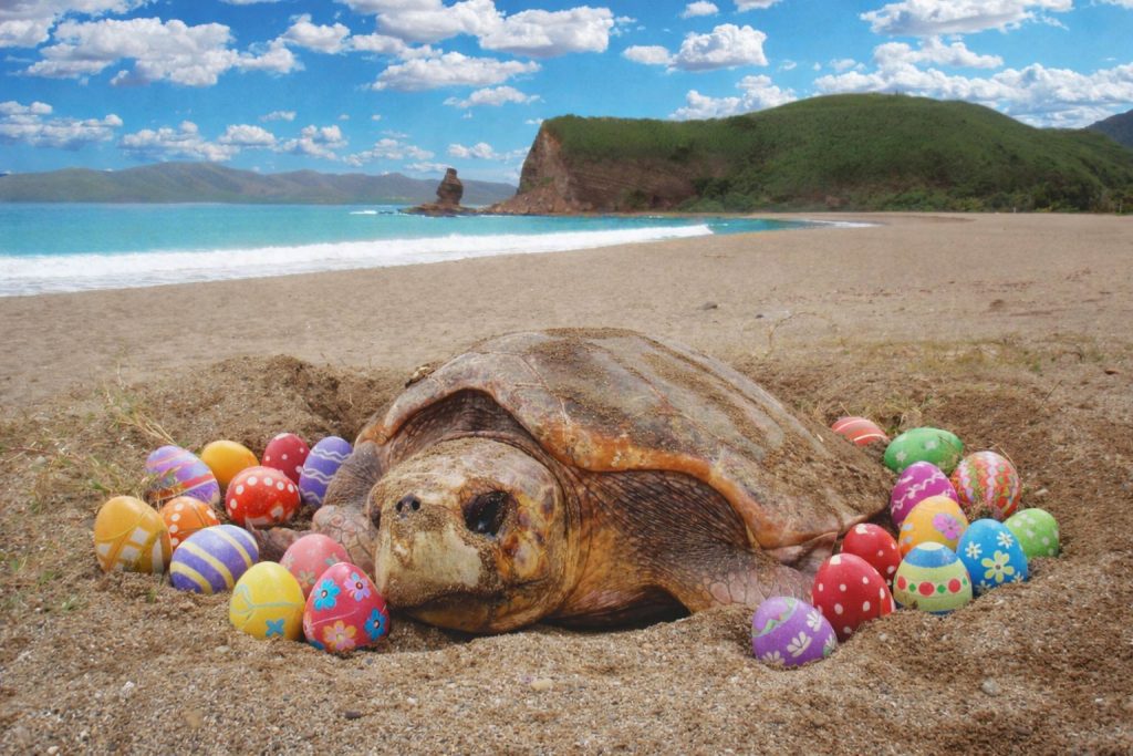 La tortue de Pâques en Nouvelle-Calédonie : une tradition insolite boostée par Tourisme Nouvelle-Calédonie et Outre-mer Tourisme