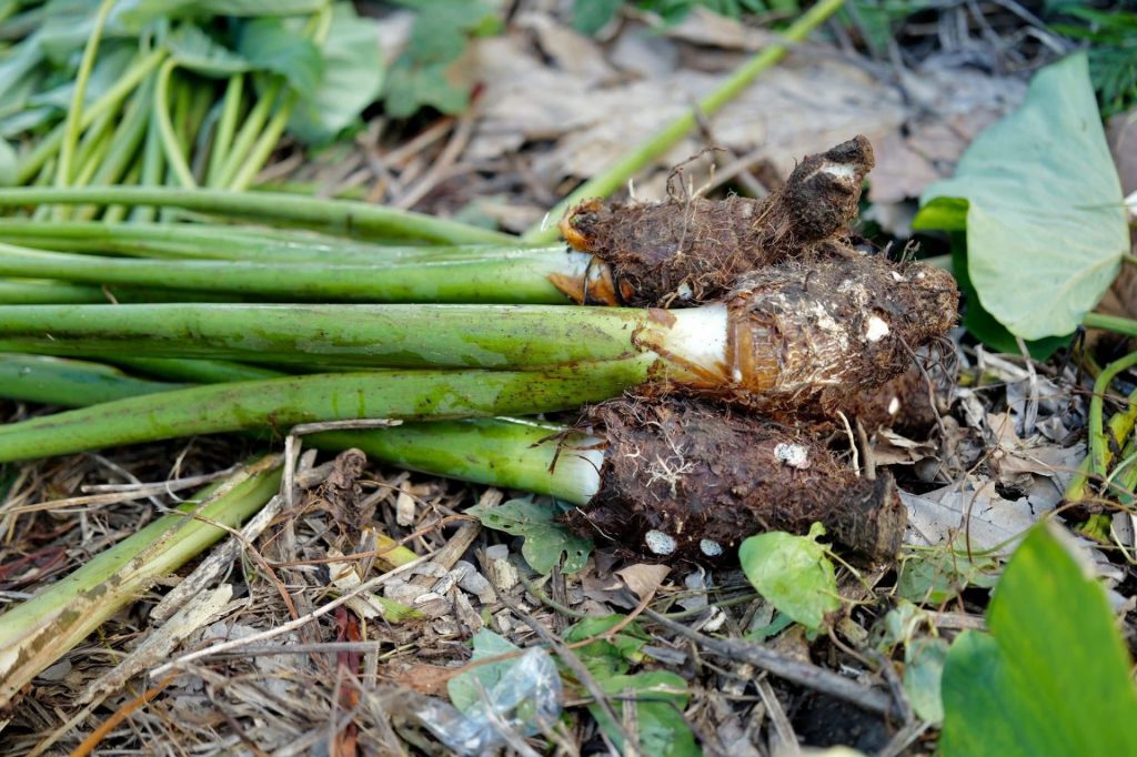 Wallis & Futuna Tourisme : L’âme du taro, trésor vivant de l’Outre-mer