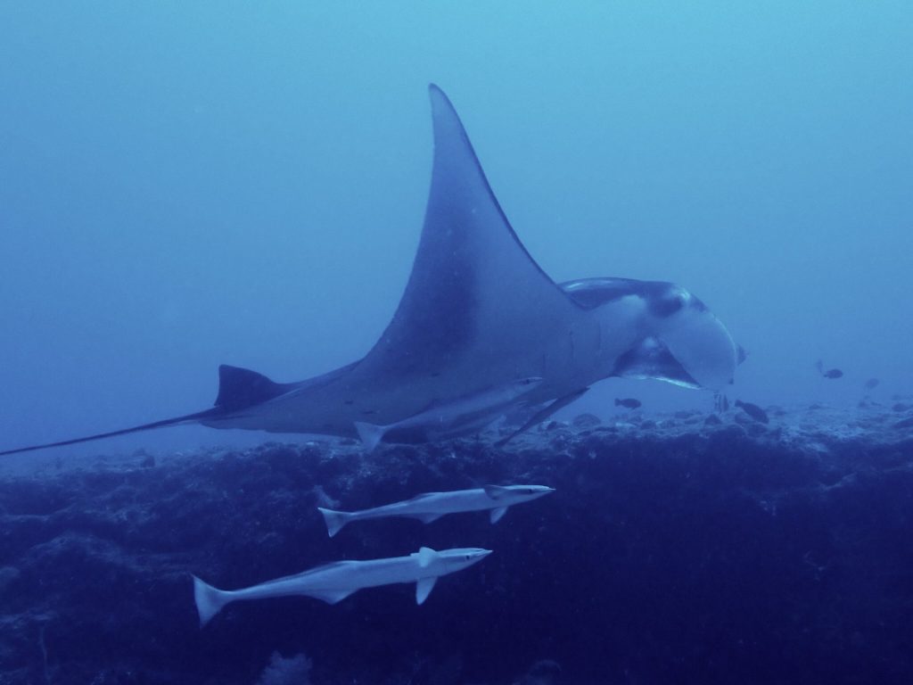 Ballet Aquatique à Mayotte : Le Festival des Raies Manta avec Abalone Plongée Mayotte