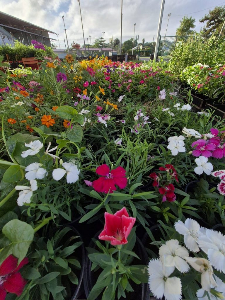 Le Marché aux Plantes de l&rsquo;APAPAG à Rémire-Montjoly : Un Trésor de Biodiversité en Guyane et en Outre-mer