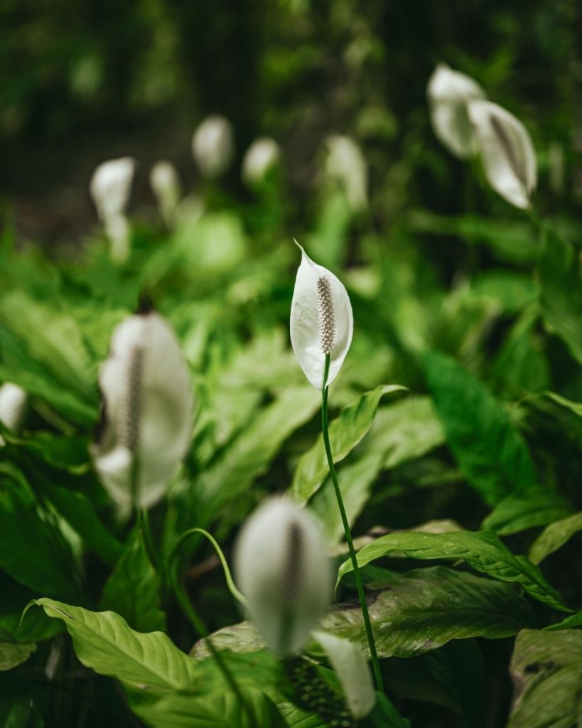 Le Spathiphyllum au Jardin de Balata : une icône de la Martinique et de l&rsquo;Outre-mer