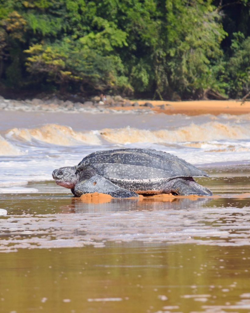 Guyane : Le retour spectaculaire des tortues luths en Outre-mer avec l&rsquo;Association KWATA