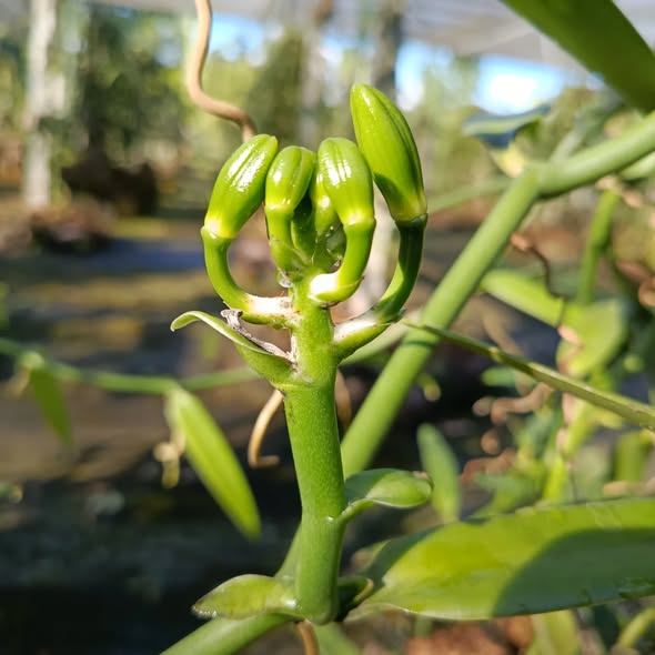 Auro Tahiti : L&rsquo;excellence de la vanille entre récolte 2026 et promesses de 2027 en Polynésie