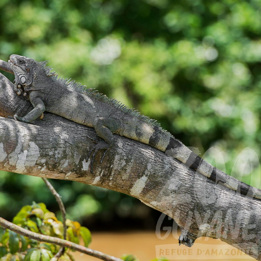 L&rsquo;iguane vert au Zoo-Refuge de Guyane : une rencontre sauvage au cœur de l&rsquo;Outre-mer