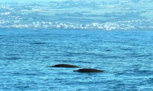 Observation rare de baleines à bec de Blainville avec Globice Réunion en Outre-mer à La Réunion