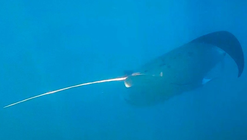 Mayotte Xcape : Admire la raie manta en Outre-mer avec Outre-mer Tourisme à Mayotte