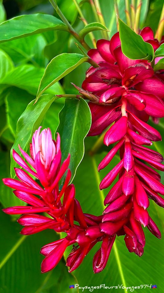 Éclat Tropical à La Réunion : Paysages Fleurs Voyages 974 au Cœur de l&rsquo;Outre-mer